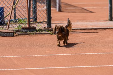 Bild 54 - RL TC an der Schirnau - SV Zehlendorfer Wespen : Ergebnis: 9:0